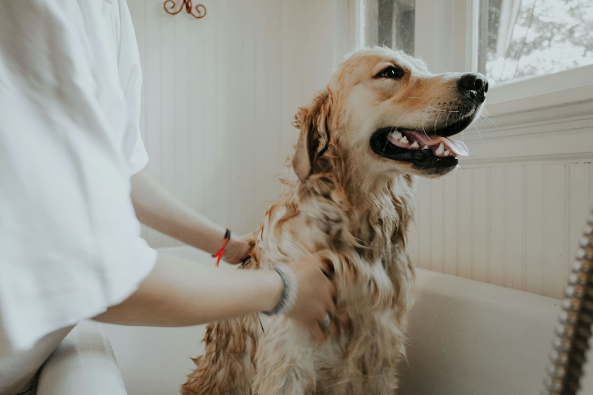 Cão recebendo cuidados de banho e tosa